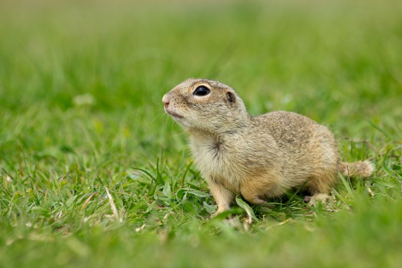 Gopher Pest Control Service detail