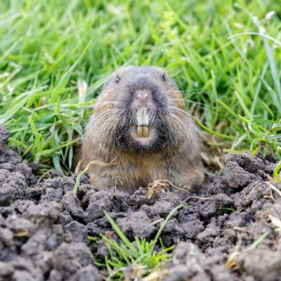 Gopher Pest Control Service detail