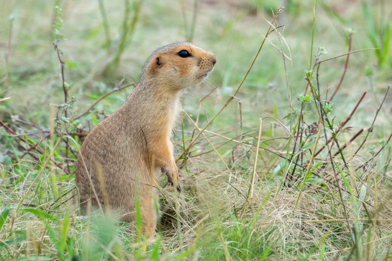 Health And Safety Risks Associated With Gopher Infestations