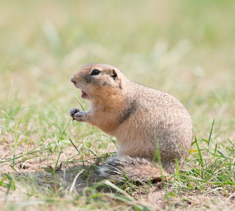Health And Safety Risks Associated With Gopher Infestations