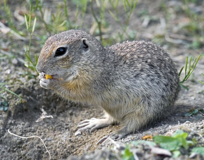 Health And Safety Risks Associated With Gopher Infestations